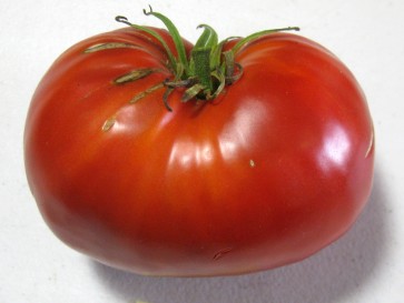 Tomato 'Donskoi'