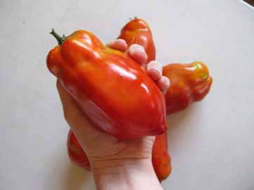 Tomato 'Jersey Giant'