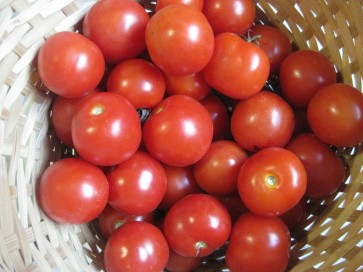 Tomato 'Fat Cherry'