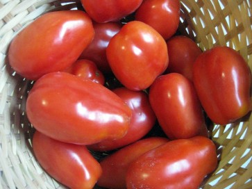 Tomato 'San Marzano' 
