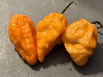 Hot Pepper 'Bih Jolokia x Sugar Rush Peach' Seeds (Certified Organic)