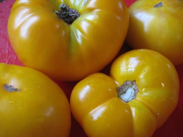 Tomato 'Azoychka' 