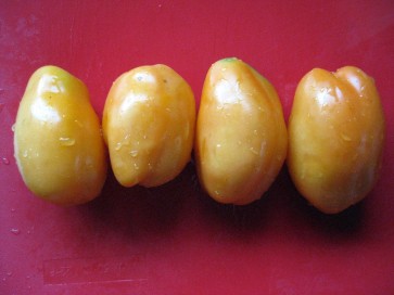 Tomato 'Orange Banana'