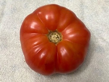 Tomato 'Sunset Puff' Seeds (Certified Organic)