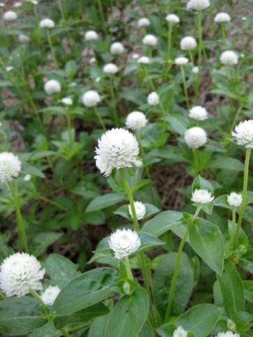 Globe Amaranth 'Las Vegas White'