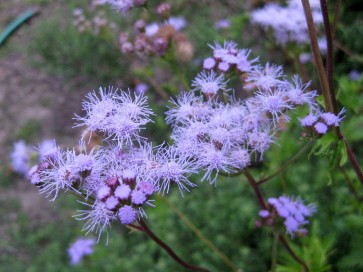 West Texas Mist Flower