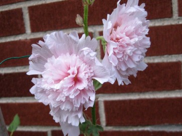 Hollyhock ‘Double Carnival Pink’ 