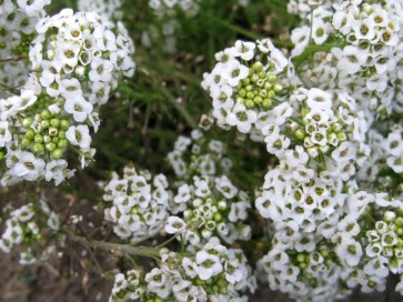 Alyssum 'Carpet of Snow'