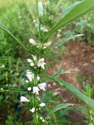 Chinese Motherwort ‘Alba’ 