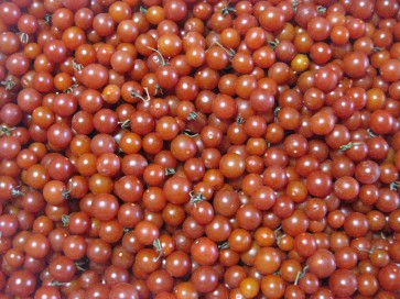 Tomato 'Red Currant'