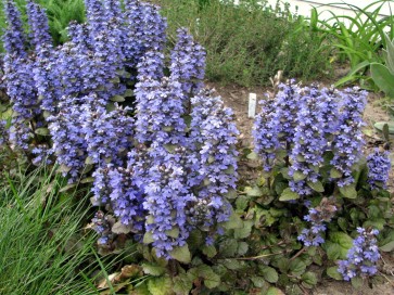 Ajuga AKA Bugleweed Seeds (Certified Organic)