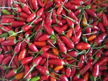 Hot Pepper ‘Christmas' 