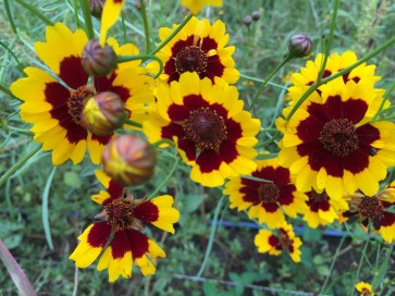 Plains Coreopsis