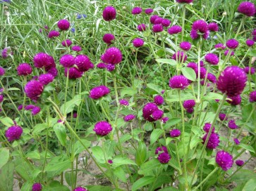 Globe Amaranth 'Gnome Purple'