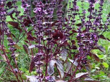 Basil 'Red Rubin'