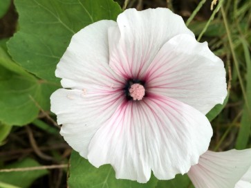 Mallow 'Dwarf White Rose Stripe' AKA ‘Dwarf Pink Blush’ 