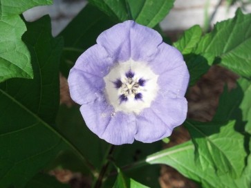 Apple of Peru AKA Shoo-Fly Plant 