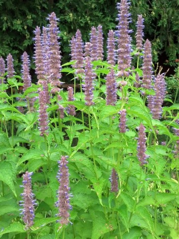 Lavender Hyssop 'Blue Licorice'