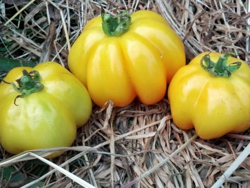 Tomato 'Yellow Stuffer' 