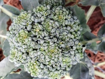 Broccoli 'Calabrese' Plants (6 Pack)