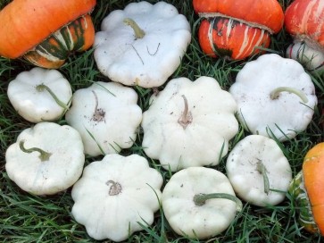 Summer Squash 'White Bush Scallop'