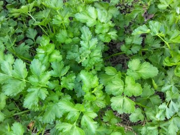 Dried Parsley Harvested on our Farm, Certified Organic