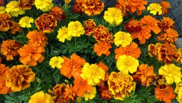 Marigold 'French Dwarf Double Mix'