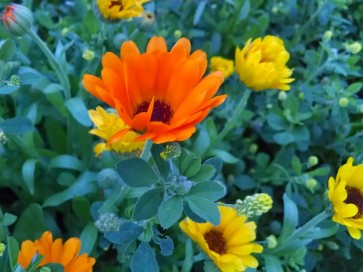 Calendula 'Orange and Yellow Mix' 