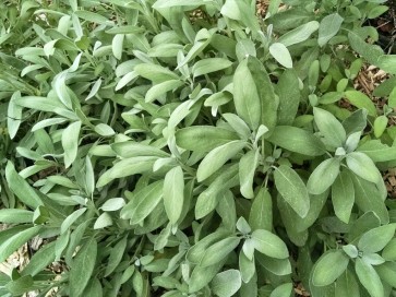 Sage, Common 