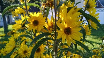 Prairie Sunflower AKA Maximillian Sunflower