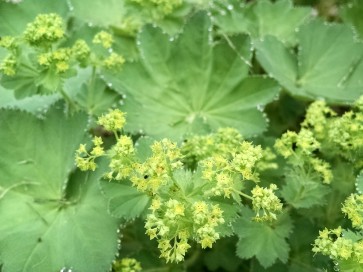 Lady's Mantle Seeds (Certified Organic)