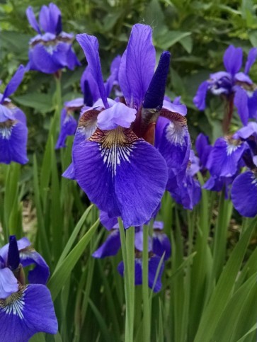 Purple Siberian Iris