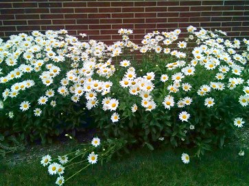 Shasta Daisy