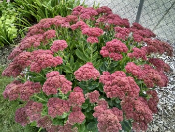 Showy Stonecrop, Pink Shades Mix Seeds (Certified Organic)