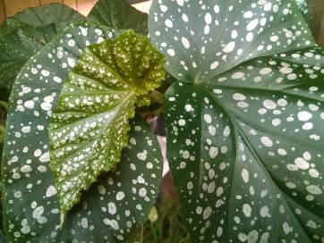 Angel Wing Begonia (Live Plant)