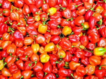 Crushed Habanero Peppers Harvested on our Farm, Certified Organic