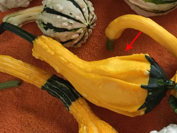 Yellow & Green Bicolor Autumn Wings Gourd 