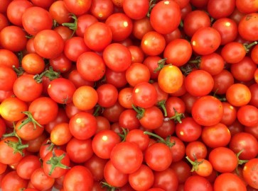 Tomato 'Hundreds and Thousands' Plant