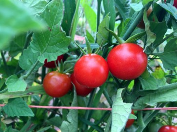Tomato 'Remy Rouge' Plant (4" Pot, single)