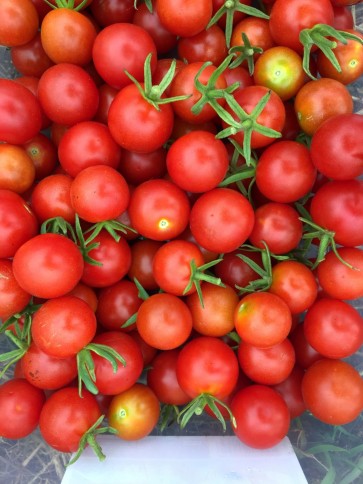 Tomato 'Remy Rouge' Seeds (Certified Organic)