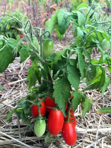 Tomato 'Hardin's Miniature' 