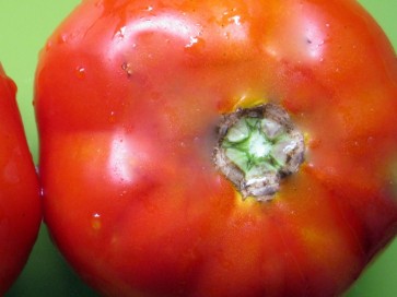 Tomato 'Crimson Cushion'