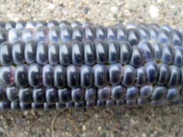 Hopi Blue Corn Seeds