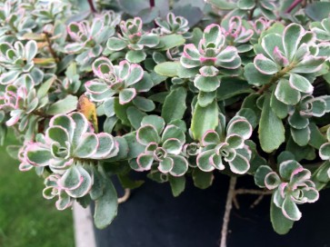 Variegated Stonecrop ‘Tricolor’