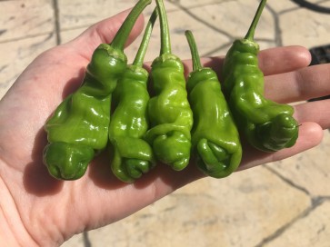 Hot Pepper 'Peter'