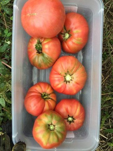 Tomato 'Barlow Japanese'