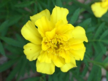 Marigold 'Lemon Drop' 