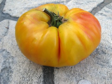 Tomato 'Gold Medal' Plant (4" Pot, single)