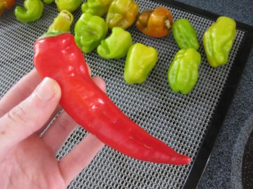 Hot Pepper ‘Cyklon' Seeds (Certified Organic)