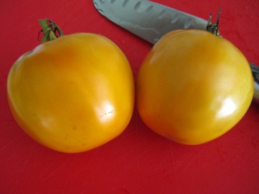 Tomato 'Golden Jubilee'